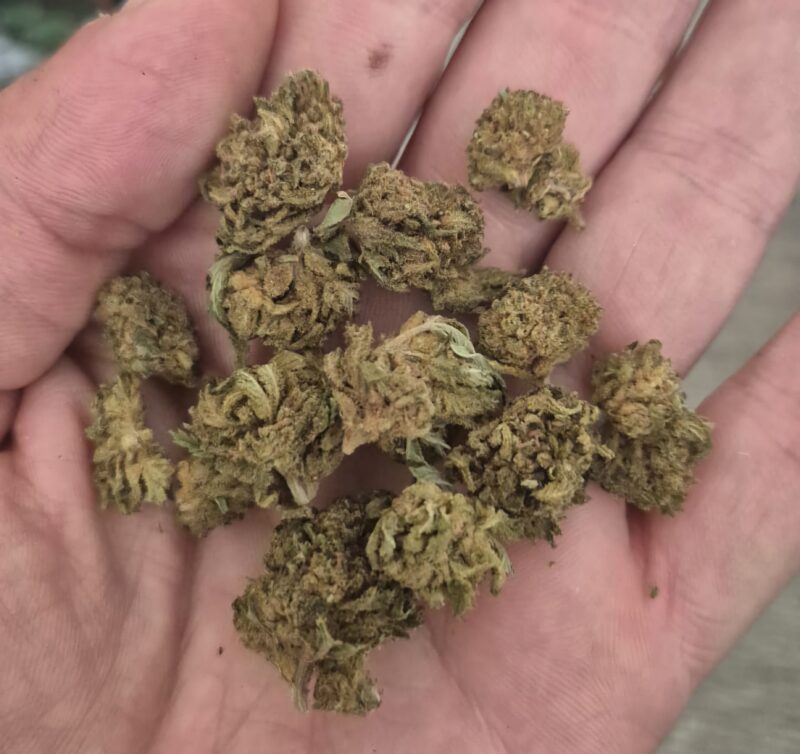 KLEINE KNOSPEN | CBD KNOSPEN - reseña de Aitzol I