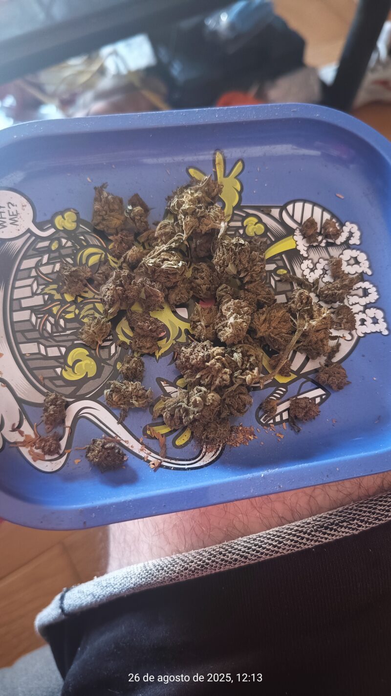 KLEINE KNOSPEN | CBD KNOSPEN - reseña de TitoCAV